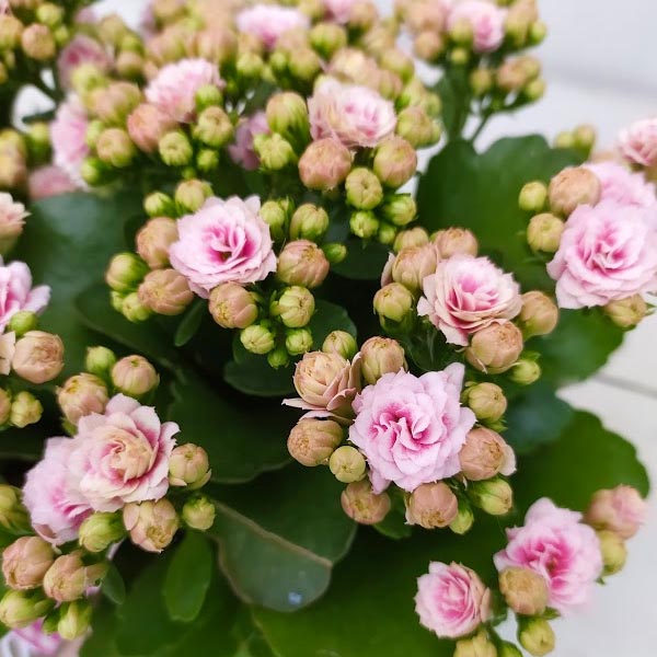 kalanchoe